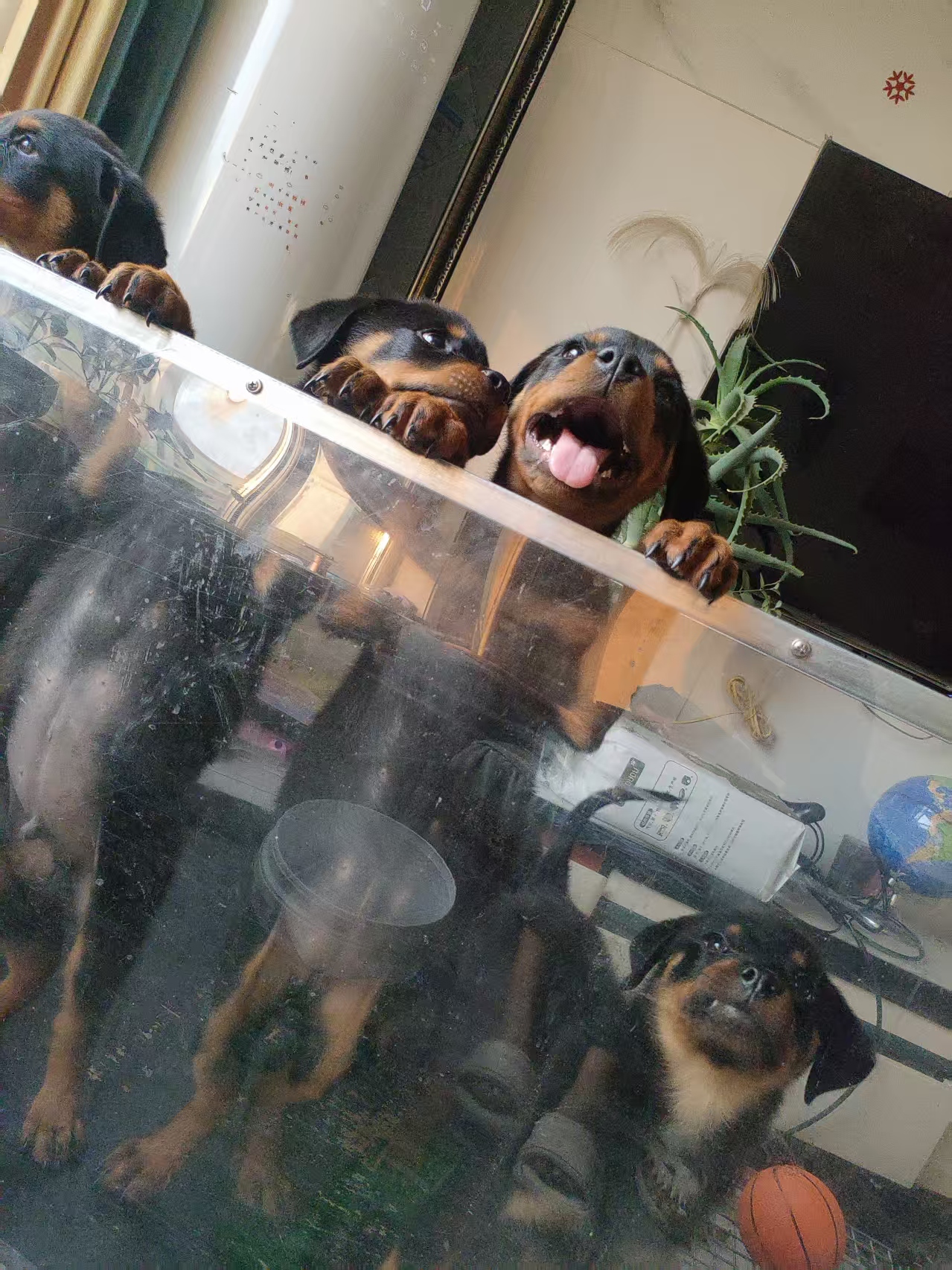 罗威纳幼犬急售